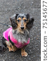Pet dog Dax 75145677