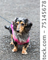 Pet dog Dax 75145678
