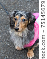 Pet dog Dax 75145679