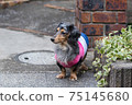 Pet dog Dax 75145680