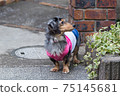 Pet dog Dax 75145681