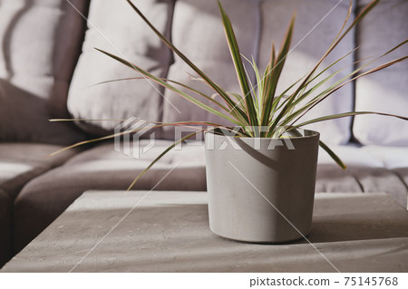 house flowers decor. flower in a concrete pot on grey  75145768