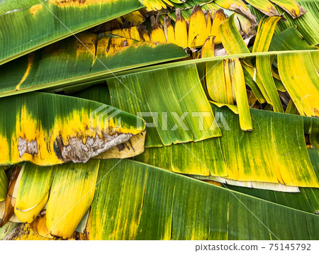 Banana leaves texture background Banana leaves texture background 75145792