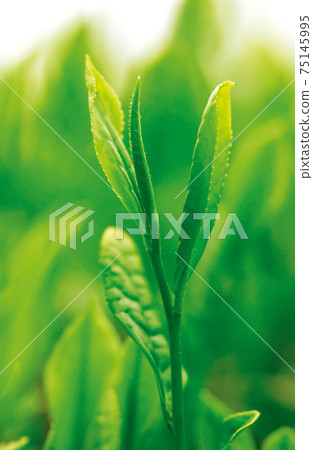 Tea plantation in the new tea season Tea plantation in the new tea season 75145995