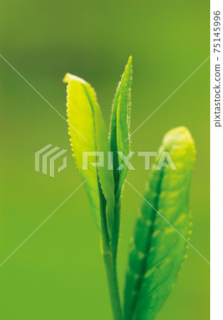 新茶季的茶園 新茶季的茶園 75145996