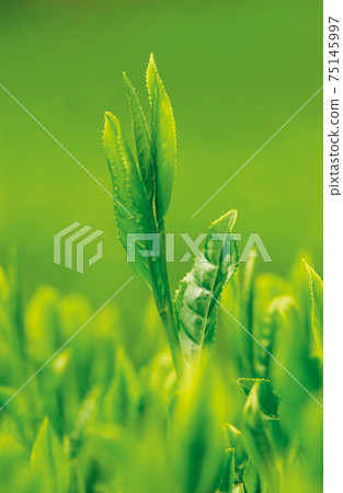 Tea plantation in the new tea season Tea plantation in the new tea season 75145997