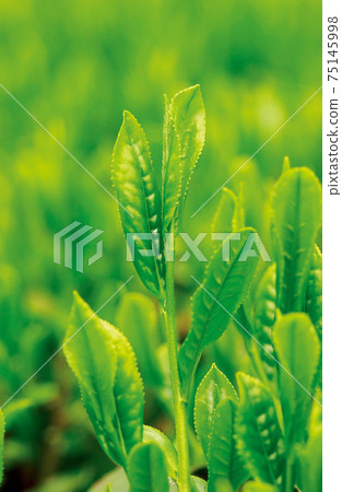 Tea plantation in the new tea season Tea plantation in the new tea season 75145998