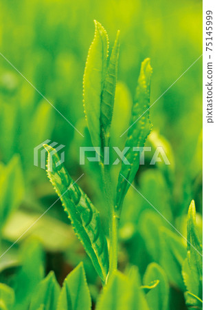 Tea plantation in the new tea season Tea plantation in the new tea season 75145999