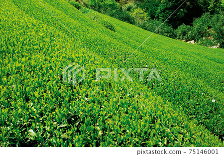 新茶季的茶園 新茶季的茶園 75146001