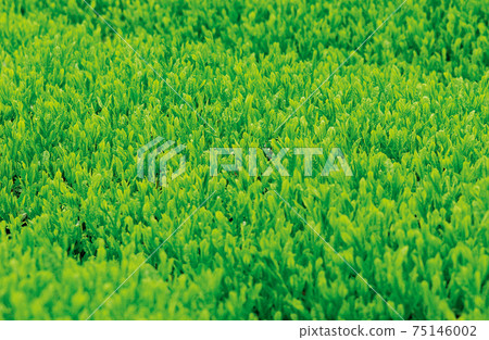 新茶季的茶園 新茶季的茶園 75146002