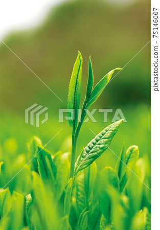 新茶季的茶園 新茶季的茶園 75146007