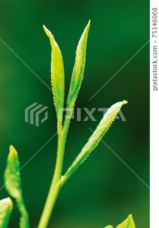 新茶季的茶園 新茶季的茶園 75146008