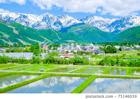 新鮮的綠色白馬村 75146039