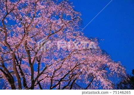 Spring in full bloom Spring in full bloom 75146265