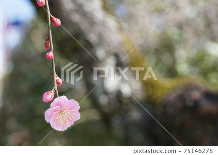 Plum blossom Plum blossom 75146278