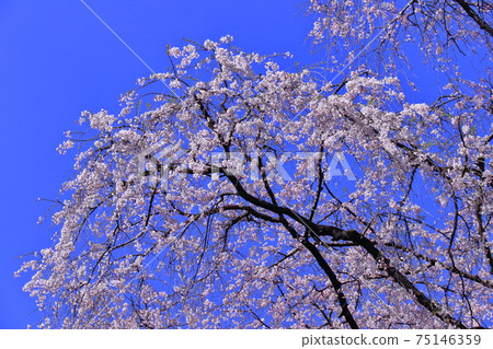 Spring in full bloom 75146359