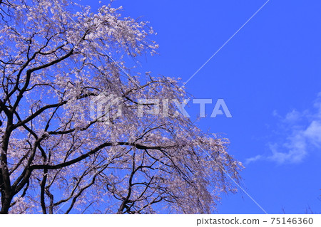 Spring in full bloom 75146360