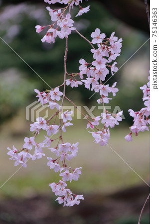 Spring in full bloom Spring in full bloom 75146363