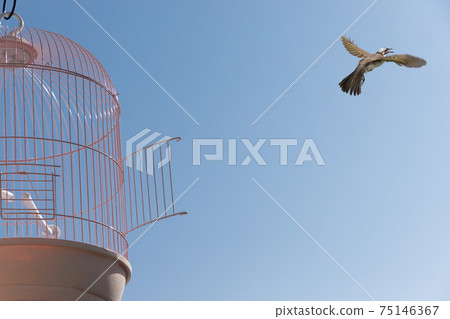 一隻小鳥從鳥籠裡跳進天空的免費圖片 75146367