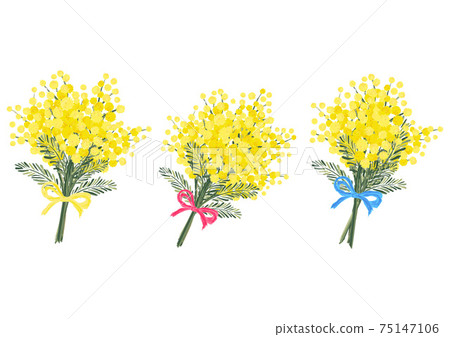 含羞草相思花束春天圖乾花植物圖案 含羞草相思花束春天圖乾花植物圖案 75147106