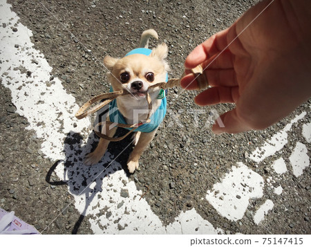 Chihuahua Chihuahua 75147415