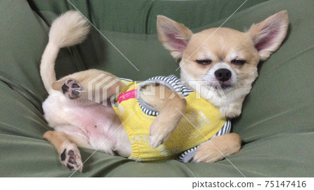 Chihuahua Chihuahua 75147416