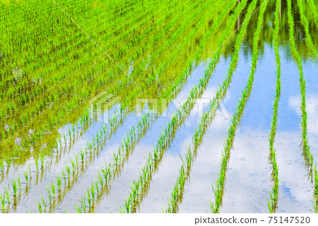 Spring rice fields 75147520