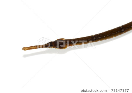 Pipefish up white background 75147577