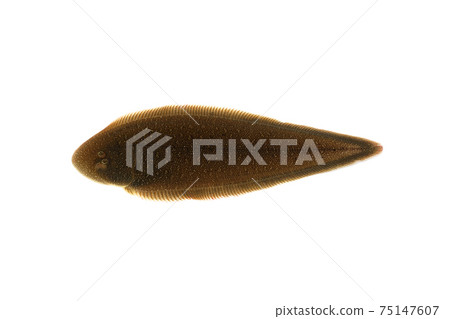 Shitabirame Kuroushi no Shita white background 75147607