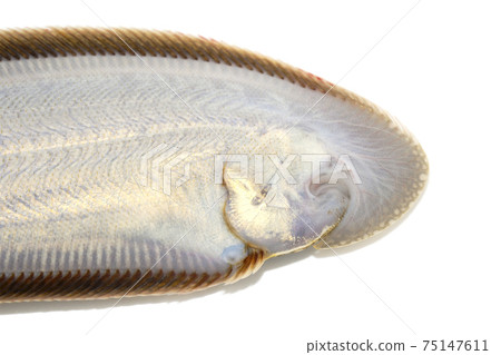 Shitabirame Kuroushi沒有下田了白色背景 75147611