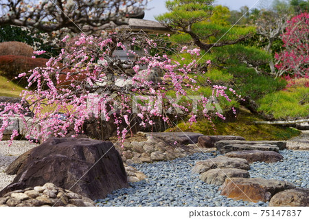 Famous Gardens, Senji Seiten, Early Spring Karesansui Garden 23 Famous Gardens, Senji Seiten, Early Spring Karesansui Garden 23 75147837