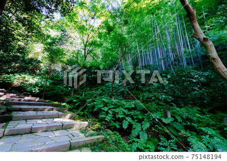 Stone steps and bamboo grove of Zuisenji Temple in Kamakura Stone steps and bamboo grove of Zuisenji Temple in Kamakura 75148194