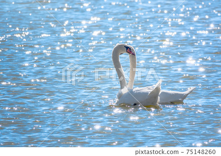 Two Graceful white Swans swimming in the lake, swans in the wild 75148260