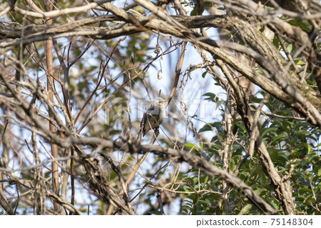 住在樹枝上的冬季歌手 75148304