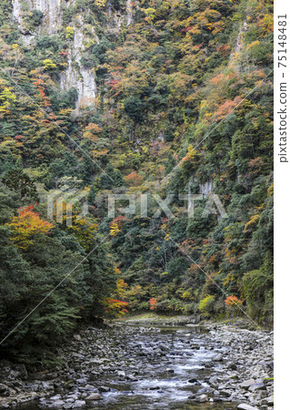 Kaoru incense autumn leaves 75148481