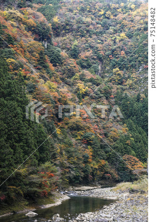 Kaoru incense autumn leaves Kaoru incense autumn leaves 75148482