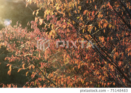 吉野秋葉 75148483