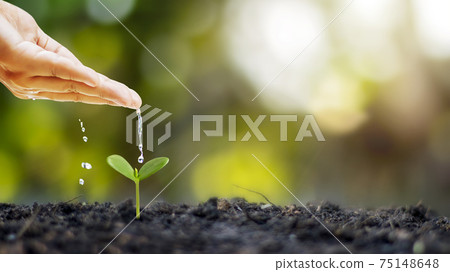 Growing crops on fertile soil and watering plants, including showing stages of plant growth, cropping concepts and investments for farmers. Growing crops on fertile soil and watering plants, including showing stages of plant growth, cropping concepts and investments for farmers. 75148648