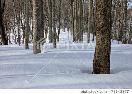 Signs of Spring in the Snowy Beech Forest-Healing Forest Tadami Town, Fukushima Prefecture 75148877