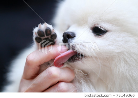 寵物狗博美犬爪子 75149366