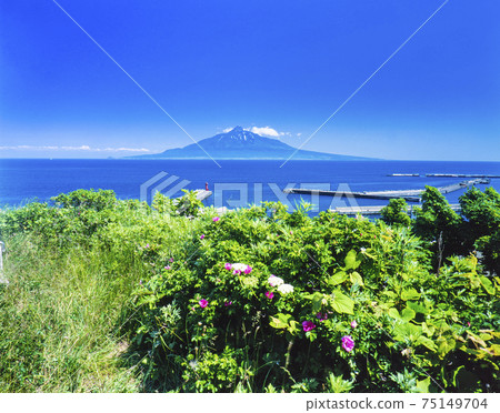 Hokkaido Rebun Island Hamanasu Flower, Kafuka Port and Rishirifuji Hokkaido Rebun Island Hamanasu Flower, Kafuka Port and Rishirifuji 75149704