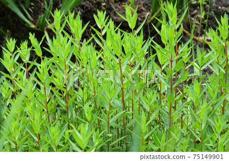 Photographs of densely growing plants during the fresh green season Photographs of densely growing plants during the fresh green season 75149901