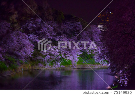 Chidorigafuchi 反映在水面上的夜櫻花 照片素材 圖片 圖庫