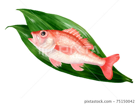 Nodoguro placed on the leaves, watercolor style Nodoguro placed on the leaves, watercolor style 75150042