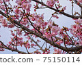 Yoshino cherry tree March part 1 75150114