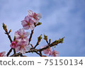 Yoshino cherry tree March part 2 75150134