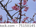Yoshino cherry tree March part 3 75150145