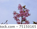 Yoshino cherry tree March part 4 75150165