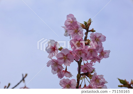 Yoshino cherry tree March part 4 Yoshino cherry tree March part 4 75150165