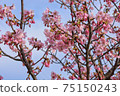 Yoshino cherry tree March part 5 75150243